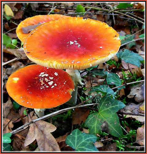 2378-Setas (Amanita muscaria) no Bidueiro de Ordes (Coruña)